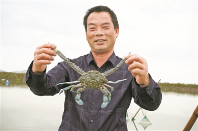 宁波市实现“兰花蟹”人工养殖