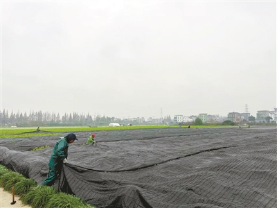 低温雨雪冰冻来袭 杭州各地以“动”制“冻”保生产保民生