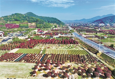柴桥4000亩茶梅花开正盛