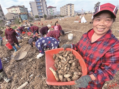 瑞安采取连片种植、机械化采收，每亩产出首次突破万元  温郁金丰收也“丰金”