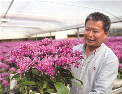 春节气氛组，到位！ 这么多“美人”，你选谁？ 余杭老朱联合浙大培育耐寒蝴蝶兰，坚持不涨价