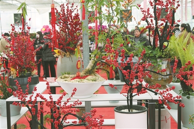 浙江迎春花展开幕  2000余种年宵花惊艳亮相