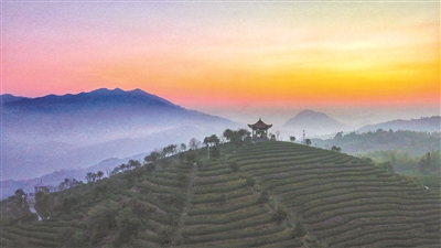 正月喝一杯温州早茶  首届中国（温州）早春茶大会周六举行