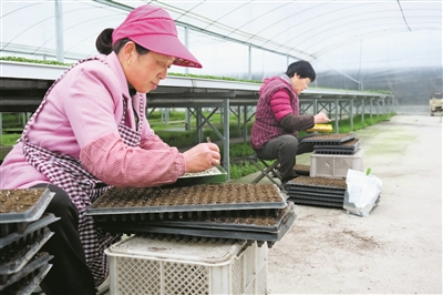 宁波最大花卉育苗基地 争春“耕”新