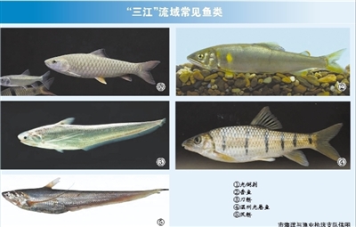 3月1日起暂别江鲜  瓯江飞云江鳌江流域全面进入禁渔期