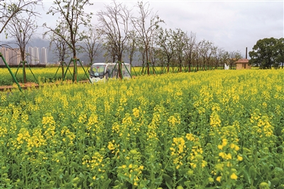 体验田园乐趣，寻觅乡愁记忆，感受文旅魅力——  三垟湿地新年又有新玩法