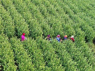  头茬春茶抢“鲜”开摘 预计春茶总产量高于去年，价格同比基本持平