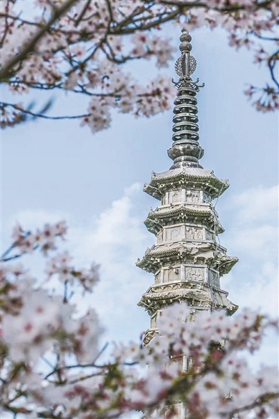 人间三月 花团锦簇 杭州赏梅季将持续至3月中旬 浪漫“顶流”樱花季将绚烂登场