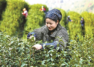 早茶采摘
