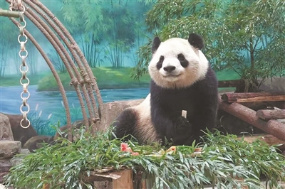 大熊猫“春生”要过生日啦！ 杭州动物园开启生日派对周 精彩活动等你来打卡
