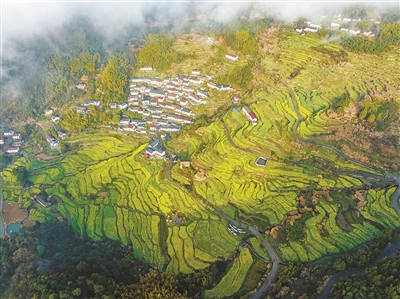 建德胥岭 “油菜花大片”来了