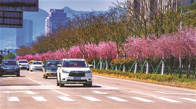 好浪漫的 “樱花大道”