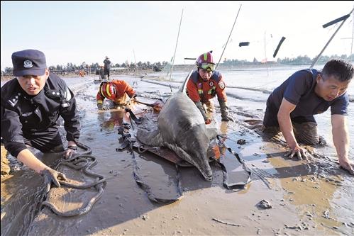 温岭：海豚搁浅 多部门合力营救