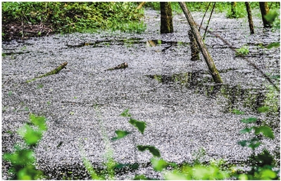 防范扰人“四月雪” 杭州推出“飞絮气象指数预报” 指数分四级 级别高时请记好五字口诀