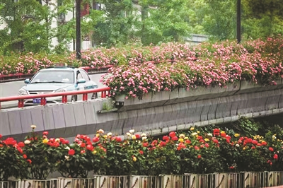 一路生花！能不能让这份“杭州浪漫”延续到家？