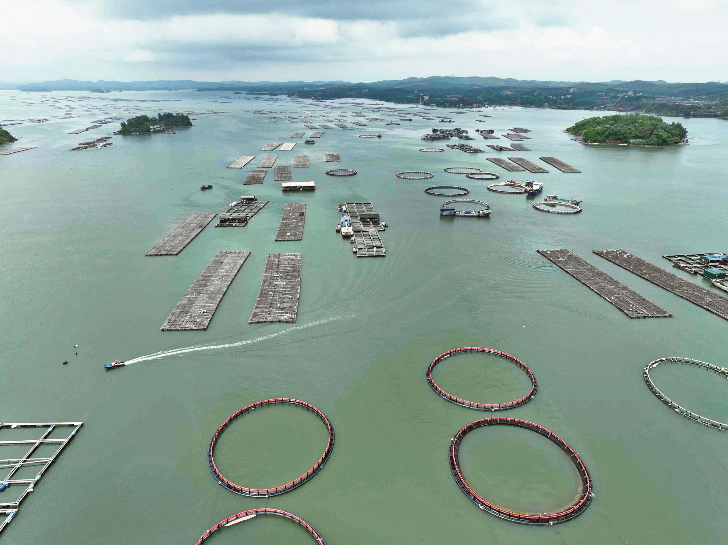 防城港： 浩瀚海洋变“万顷牧场”