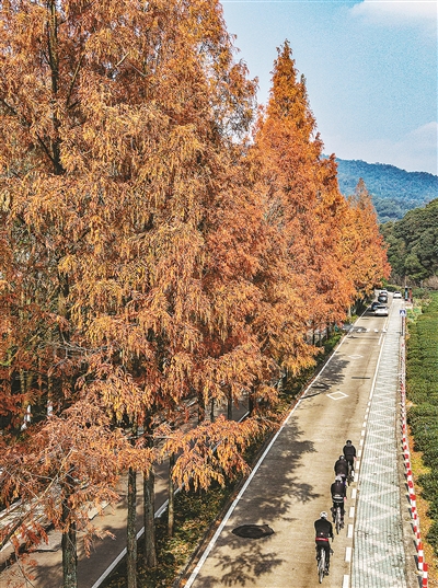 焦糖色水杉公路上线了